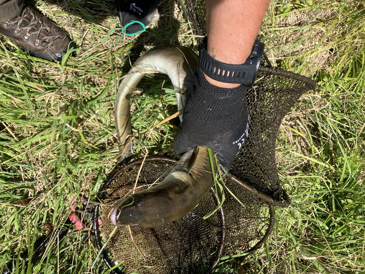 Visstroperij aangetroffen in natuurgebied bij Bergen op Zoom. Palingen terug gezet, de verboden vangmiddelen door ons meegenomen. Onderzoek naar de vermoedelijke dader loopt nog.
