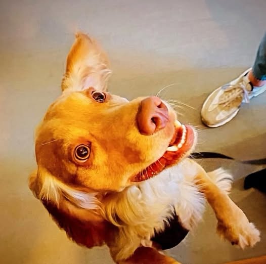 Toffee Factory tweet media