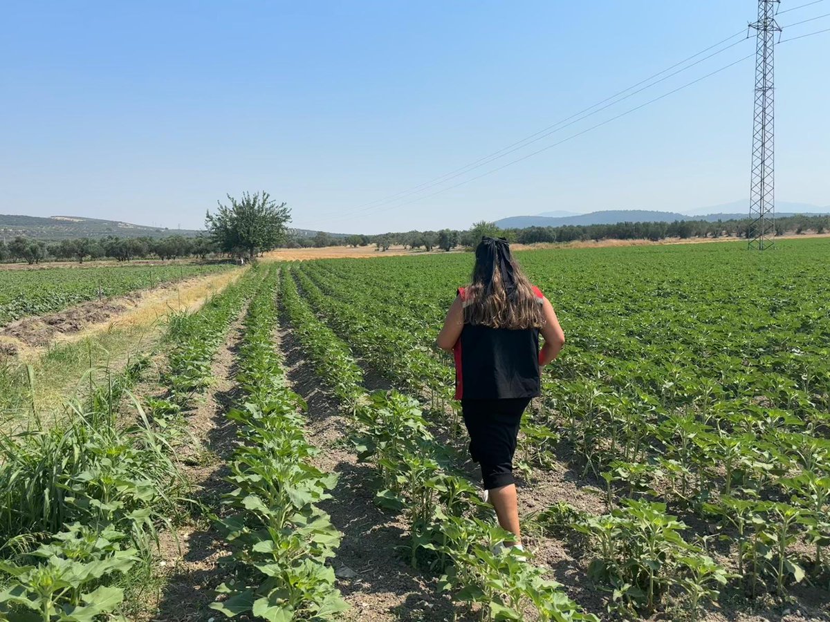 Gerenköy mahallesinde ayçiçeği ve pamuk ekim alan kontrolleri ilçe personelimiz tarafından yapılmaktadır.
<a href="/MstafaSahin44/">Mustafa ŞAHİN</a> <a href="/izmirtarim/">İzmir Tarım ve Orman İl Müdürlüğü</a> <a href="/TCTarim/">T.C. Tarım ve Orman Bakanlığı</a>