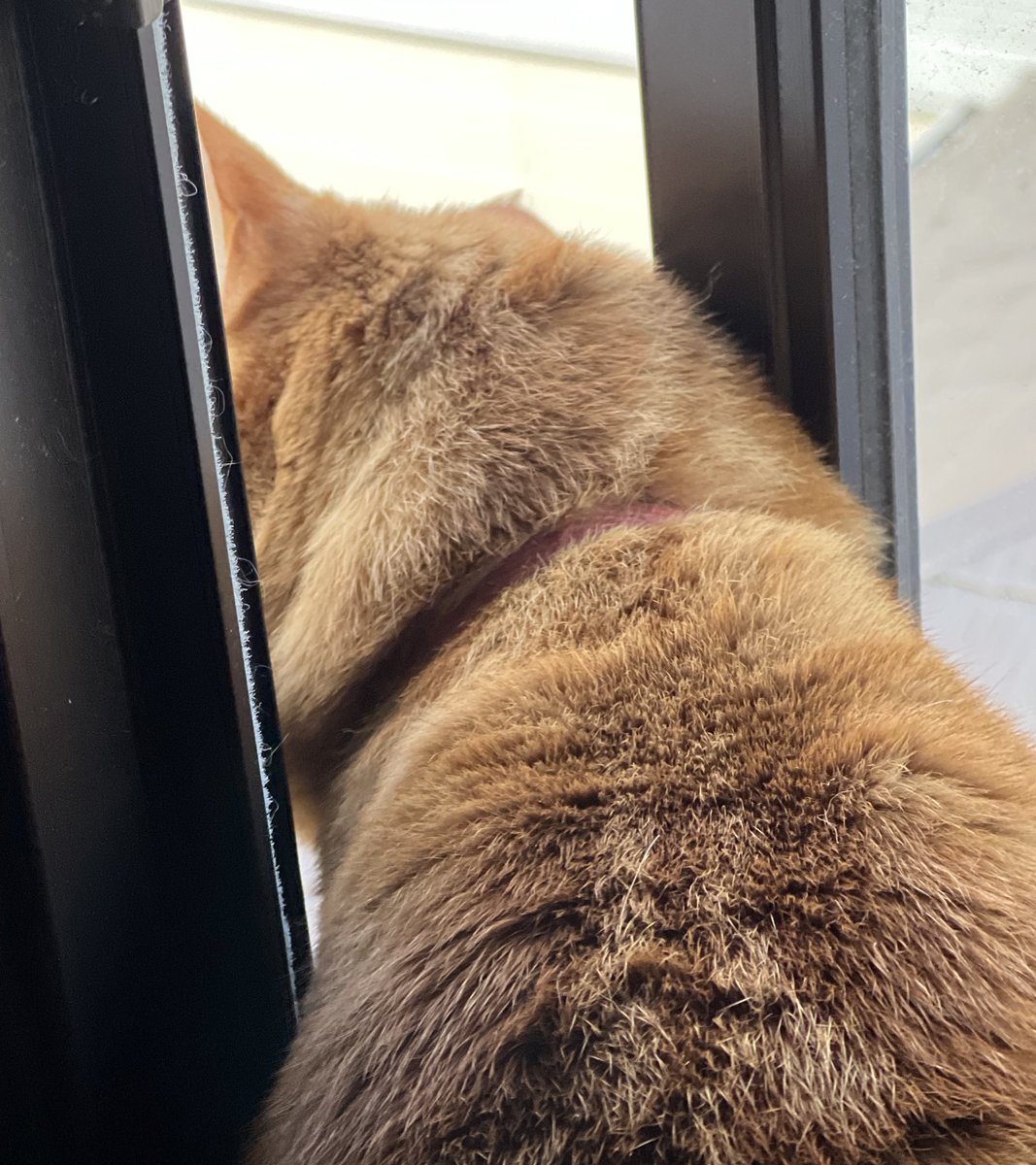 もそっと、、
（半分　外に出てます💦）　　　　by🐯