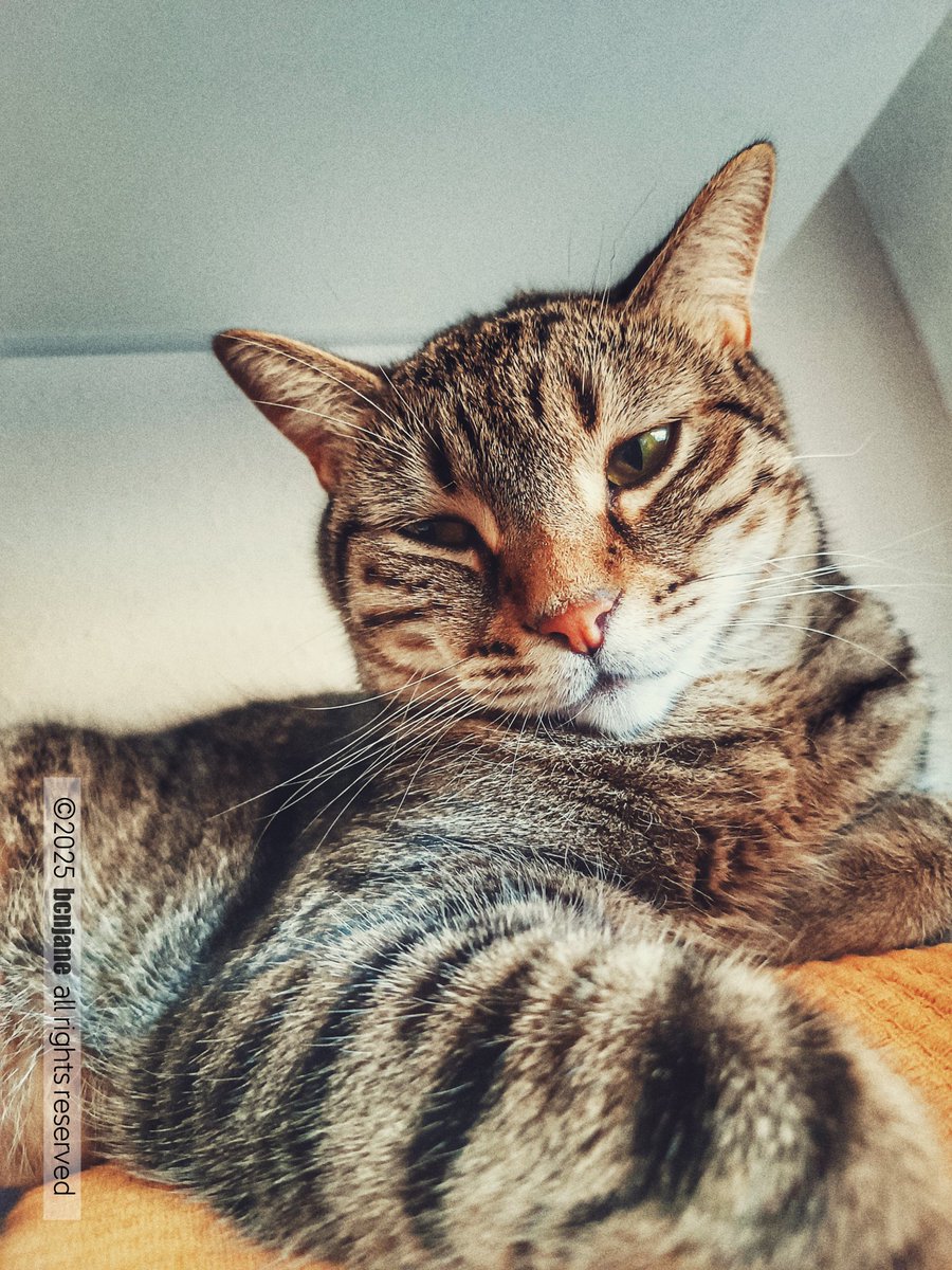 bcnjane's tweet photo. #Halley #catphoto #catlovers https://t.co/URO0bKpwem