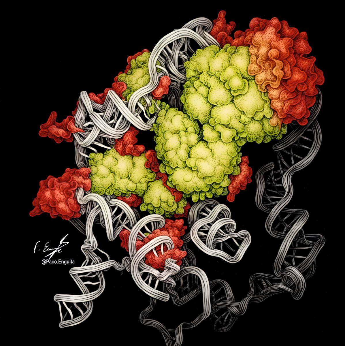 fenguita's tweet image. CryoEM structure of the H/ACA RNP protomer of human telomerase dimer (PDB code: 9QB2) #scivis #molecularart @dzine_ai @proteinimaging
behance.net/gallery/230627…