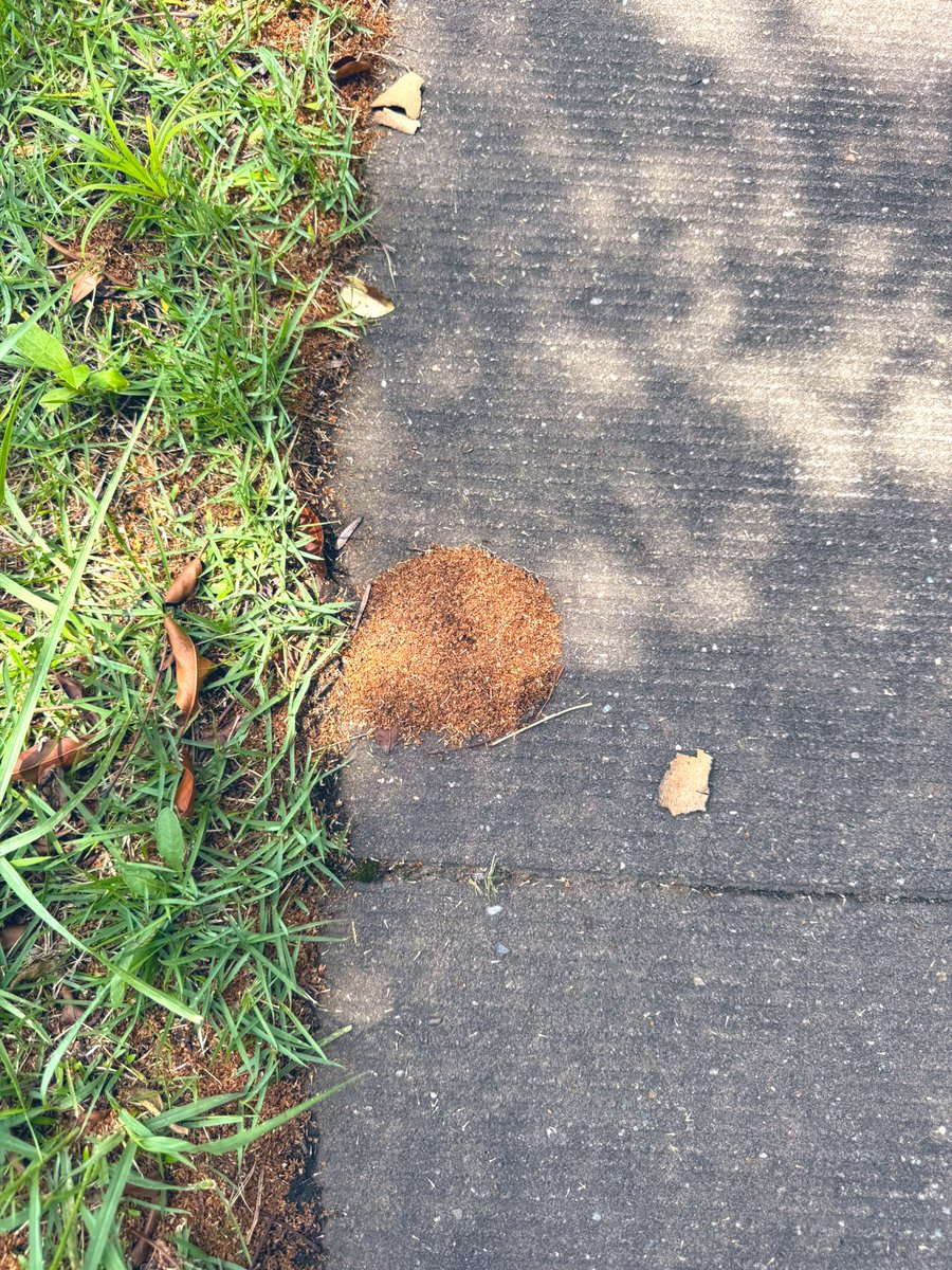 Myb_Nkbysh's tweet image. 庭のシマトネリコが開花して、大量の花冠(?)の掃除がめんどくさいな〜
と思っていたら、翌日アリが掃き掃除して盛り土としてまとめてくれていた🧹
ありがとう🥹🐜
(巣の入り口らしきものがあるから除去できないけど)