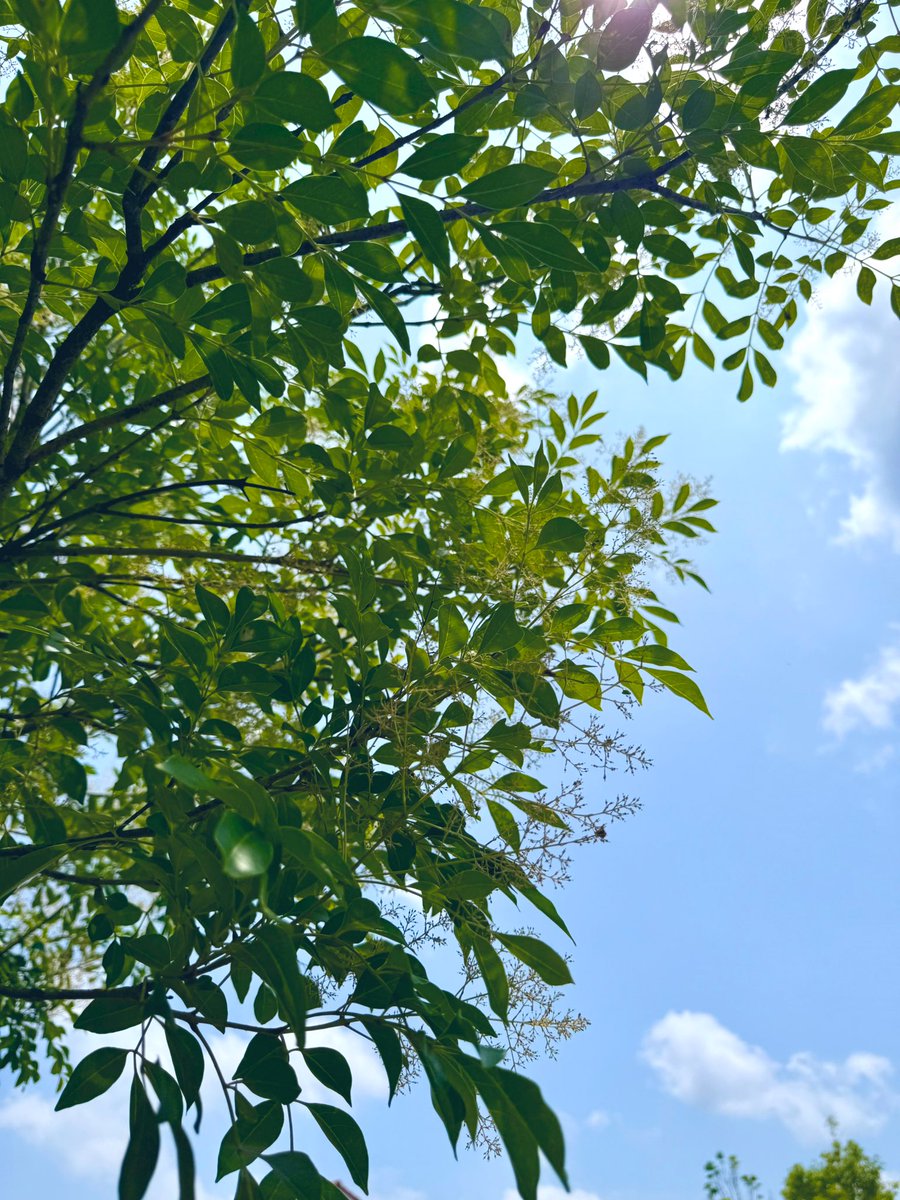 Myb_Nkbysh's tweet image. 庭のシマトネリコが開花して、大量の花冠(?)の掃除がめんどくさいな〜
と思っていたら、翌日アリが掃き掃除して盛り土としてまとめてくれていた🧹
ありがとう🥹🐜
(巣の入り口らしきものがあるから除去できないけど)