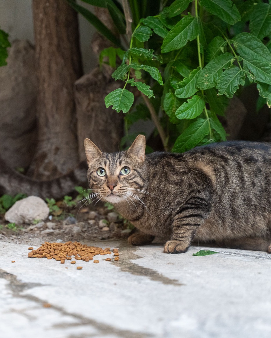Battersea_'s tweet image. Did you know Battersea works around the world to help dogs and cats? 🌎🐾 On a recent trip to Greece, we met with our brilliant partner @NineLivesGreece to get a better understanding of how they support Athens' stray cat population through feeding, neutering and more. 💙
