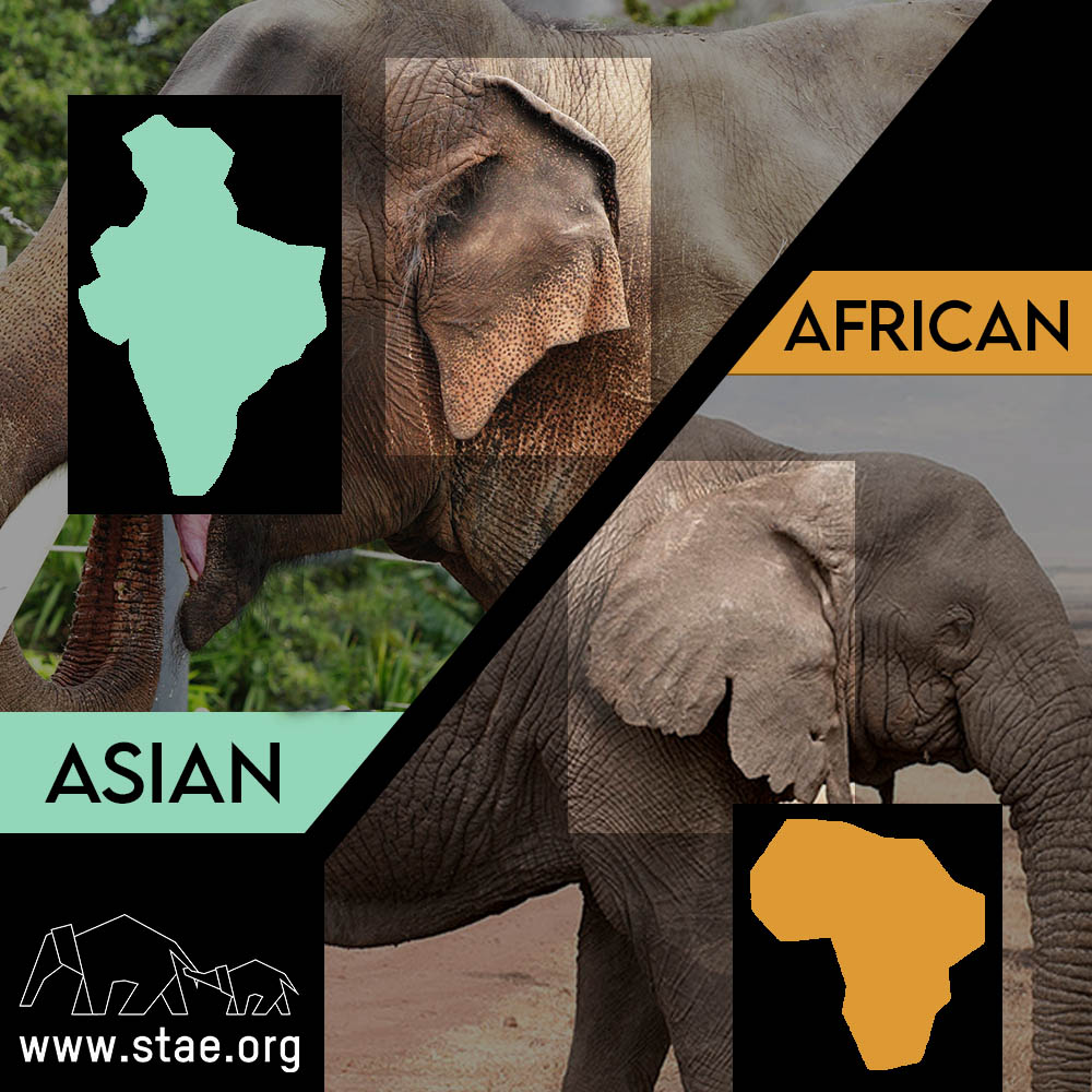 stae_elephants's tweet image. Asian elephants’ ears resemble the shape of the Indian subcontinent whilst African elephants’ ears resemble Africa. #fridayfacts