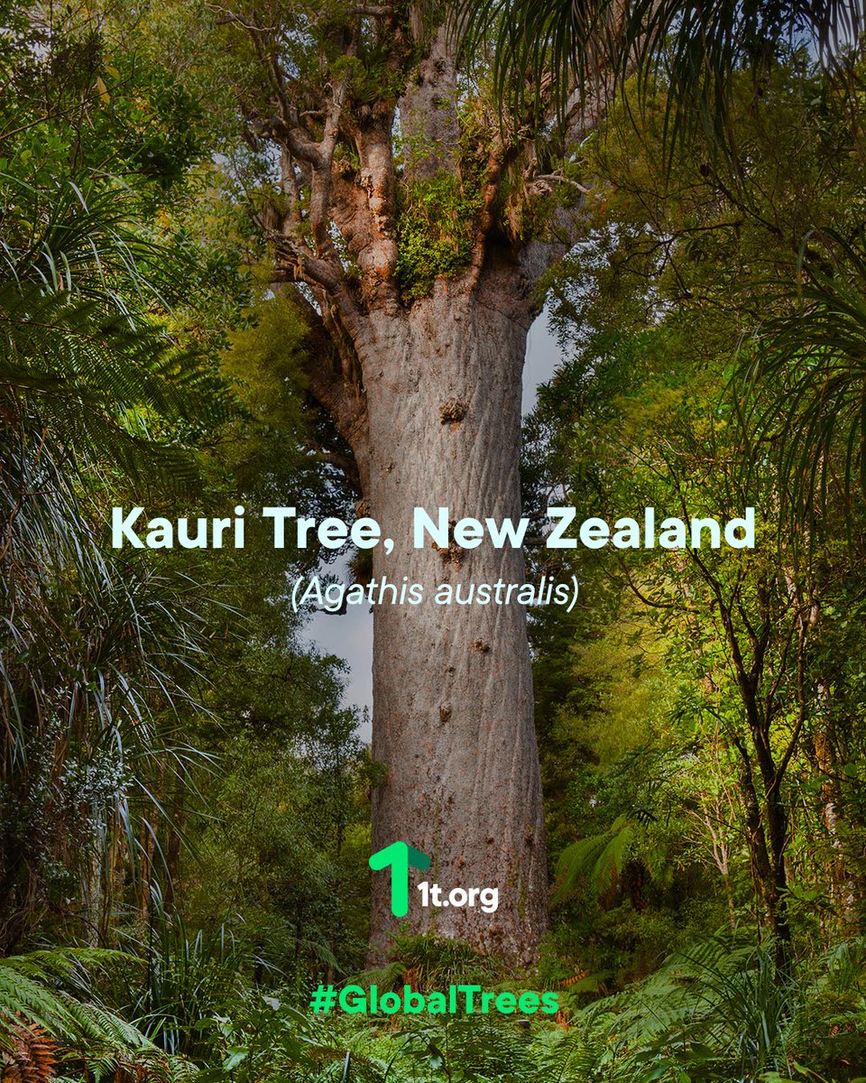 1t_org's tweet image. Kauri trees are ancient giants, some over 2,000 years old, are more than trees. They are living legends of resilience, strength and interconnectedness.
It reminds us of the power of longevity, patience and deep roots.
#KauriTrees #Forests #TrillionTrees #GlobalTrees #1torg