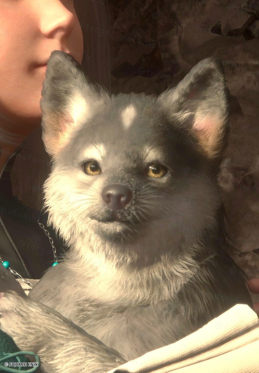 torgal_mofumofu's tweet image. 本日は心を癒す仔トルガル定期接種の日です🐺✨
Today, we have prepared a Puppy Torgal to soothe your tiredness🐺✨
#FF16