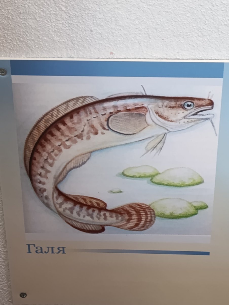 Скіньце апошняе фота ці захаванку без тлумачэнняў