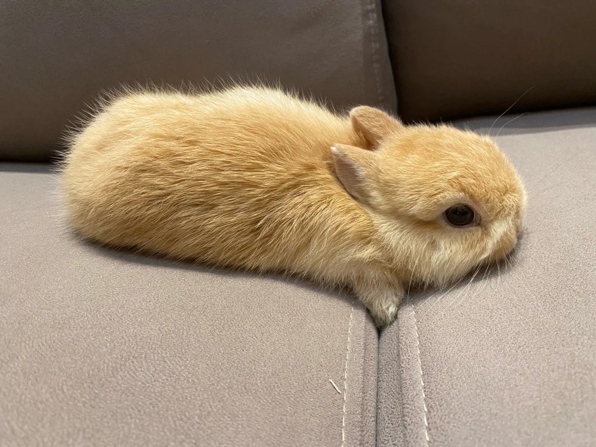 Why you should have a rabbit tweet media