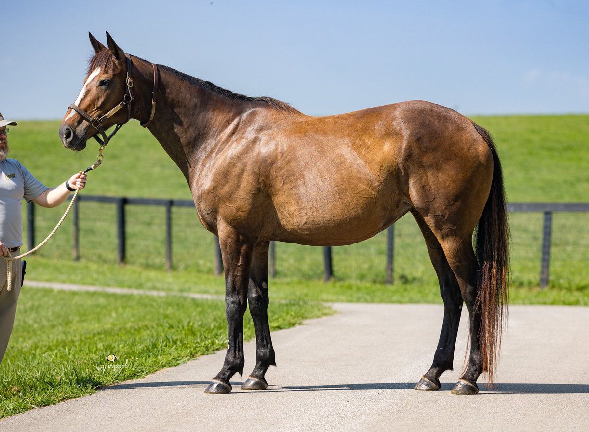 claibornefarm's tweet image. ⭐️ DECIDING VOTE ⭐️
Young, dual-surface stakes winner in-foal to Good Magic ($125K @HillnDaleFarm) on 1 cover, due February 2026!
🚨BID NOW at digital.fasigtipton.com/sales/entry/44…
@FasigTiptonCo