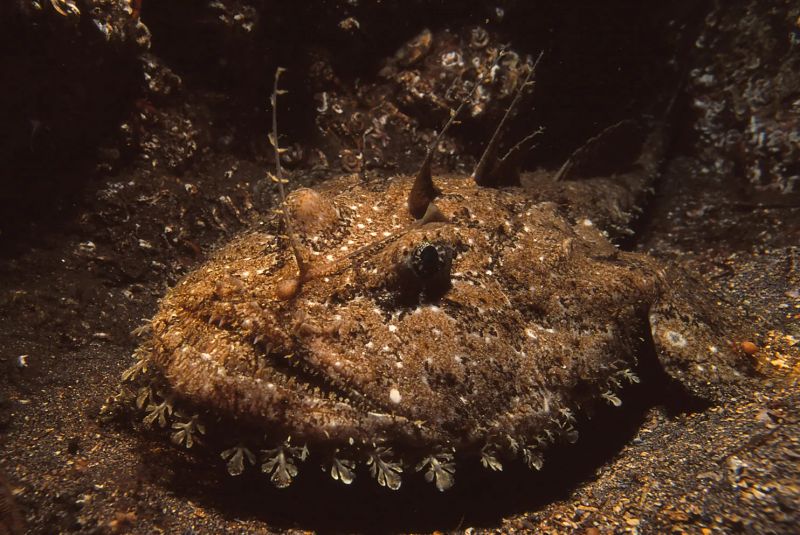 🐟 Friday Fun Fish Fact!

Meet the anglerfish—ugly and fascinating! 💡 It lures prey with a glowing "fishing rod," then SNAP! dinner's served.

Its love life is wilder. Males fuse to females, losing everything but their testes. A female can fuse with 6 males in her lifetime😳
