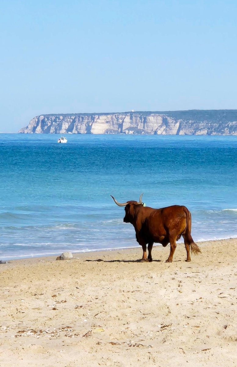 Turismo de la provincia de Cádiz tweet media