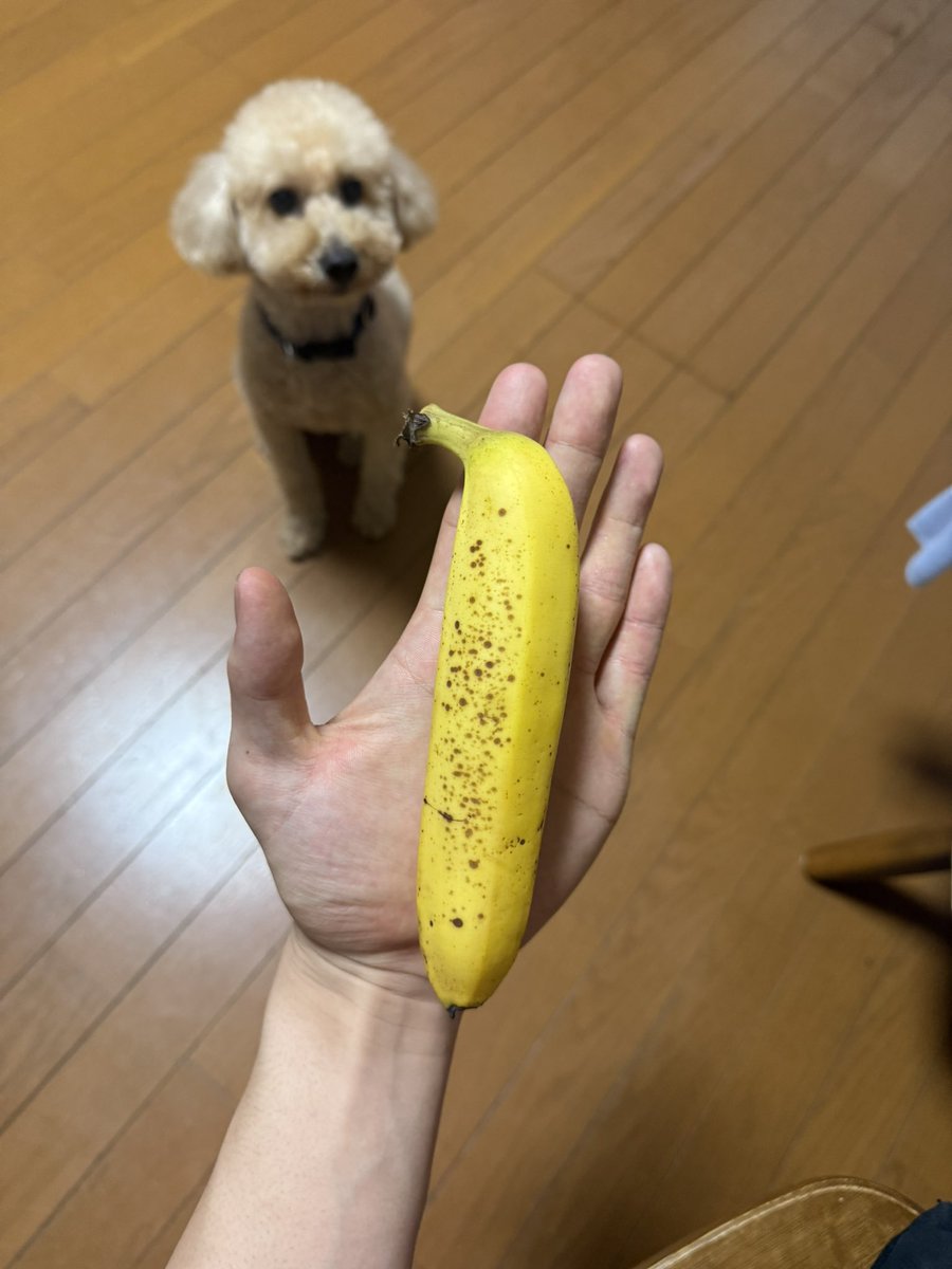 シューイチみたいなバナナ🍌