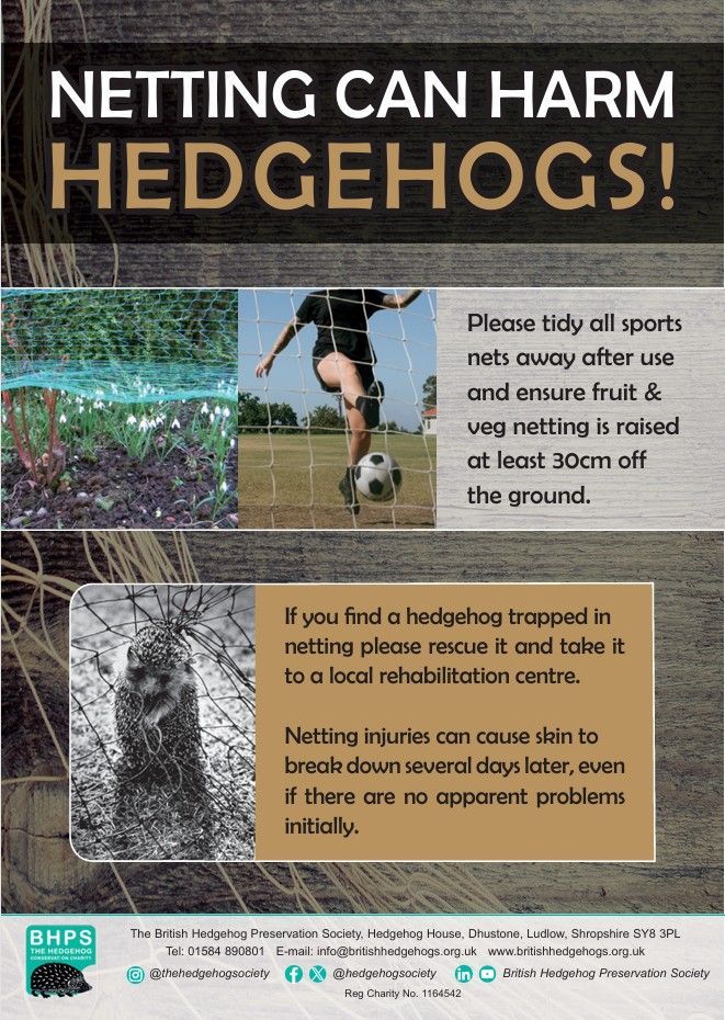 Did you know…? Garden &amp; sports netting can harm #hedgehogs!
🥅
Their spines can get stuck &amp; even if they manage to escape, problems can develop where skin is damaged (which may not even be visible at first)
🦔
Tie up sports nets when not in use &amp; keep garden nets raised 30cm up.