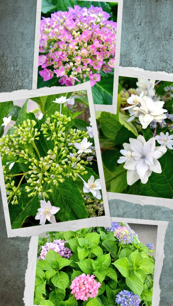 XVApf3iLwdJ4CSd's tweet image. #TLを花でいっぱいにしよう 
#ご近所散歩

今日の【紫陽花】

(⁠◍⁠•⁠ᴗ⁠•⁠◍⁠)⁠✧⁠*⁠。ｵﾂｶﾚｻﾏ…*♪~♬