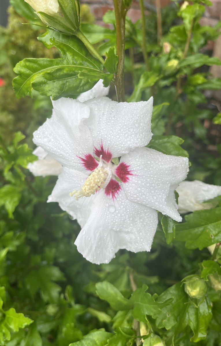 Haven’t posted on  #FlowersOnFriday for a while, but couldn’t resist sharing this lovely “Red Heart ” Hibiscus Syriacus , that finally woke up in the garden this morning . Always makes me smile. Have a great day, hopefully full of sunshine and flowers. #Flowers #GardeningX