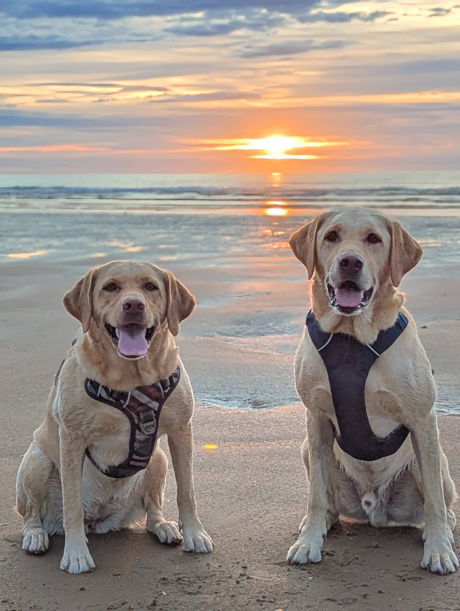 BertsLegacy's tweet image. 🌞 Golden moments for those who rise before the world does 🌞
#dogsoftwitter #dogsofx #dog #labrador