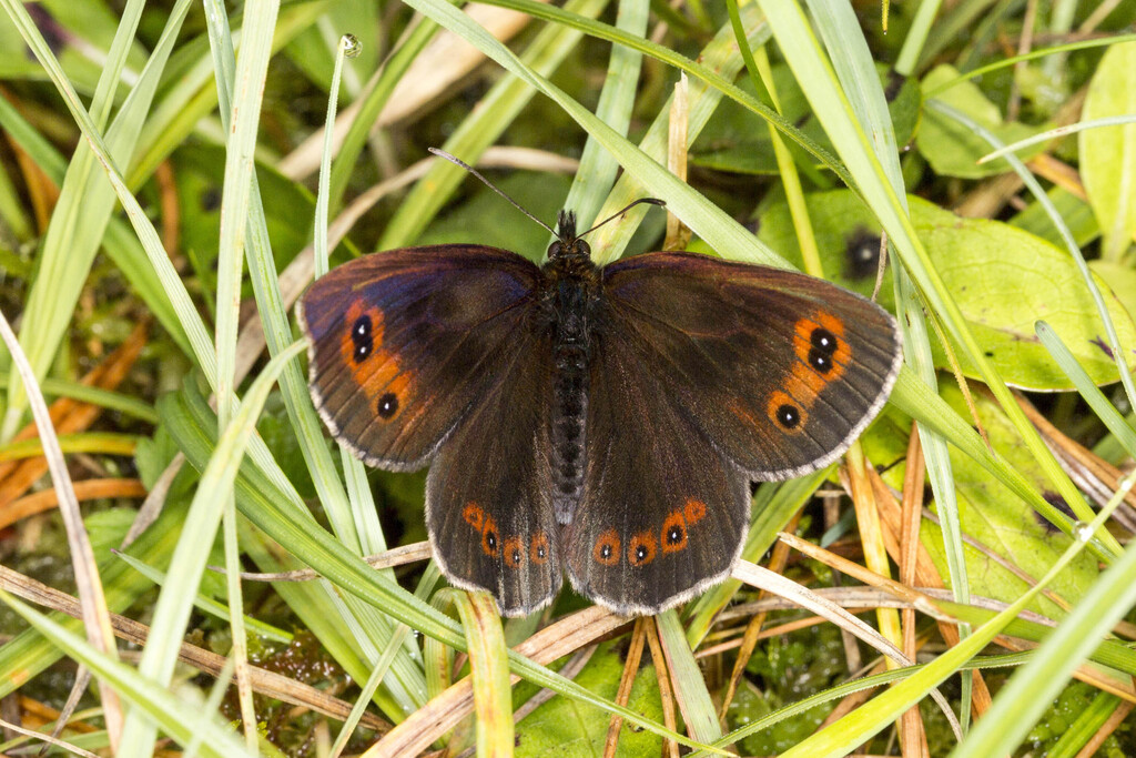 NatureofScot's tweet image. The Big Butterfly Count is here! 🦋 Take 15 minutes to spot and record butterflies, enjoy nature and help vital conservation science! Grab a sunny (if you can) spot, a notepad (or the app) and get counting! 📷 David Palmer