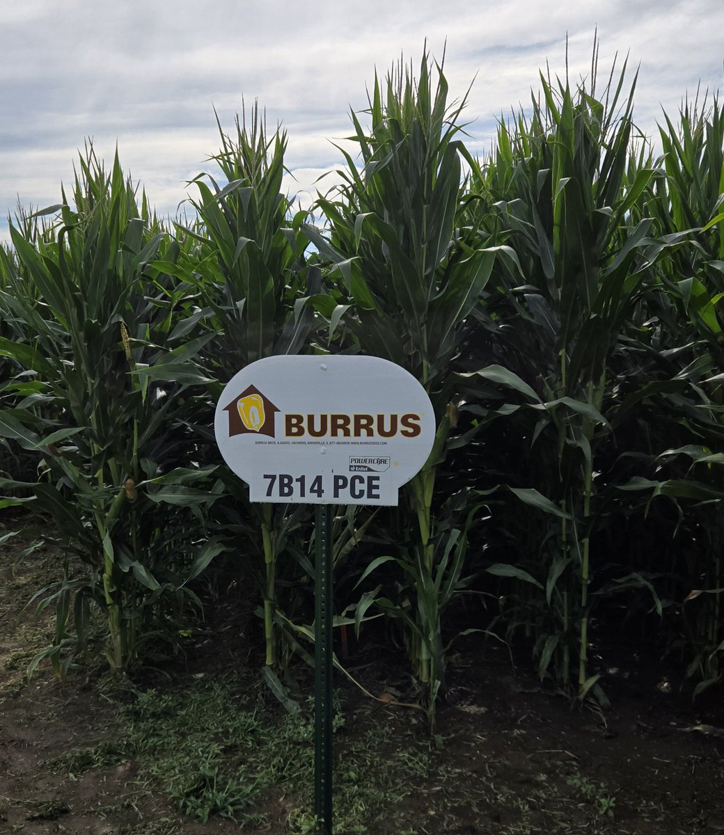 toddburrus2's tweet image. New Burrus 7B14 PCE 114 RM excels in environments above 180 bu/a.
#Thinkburrus