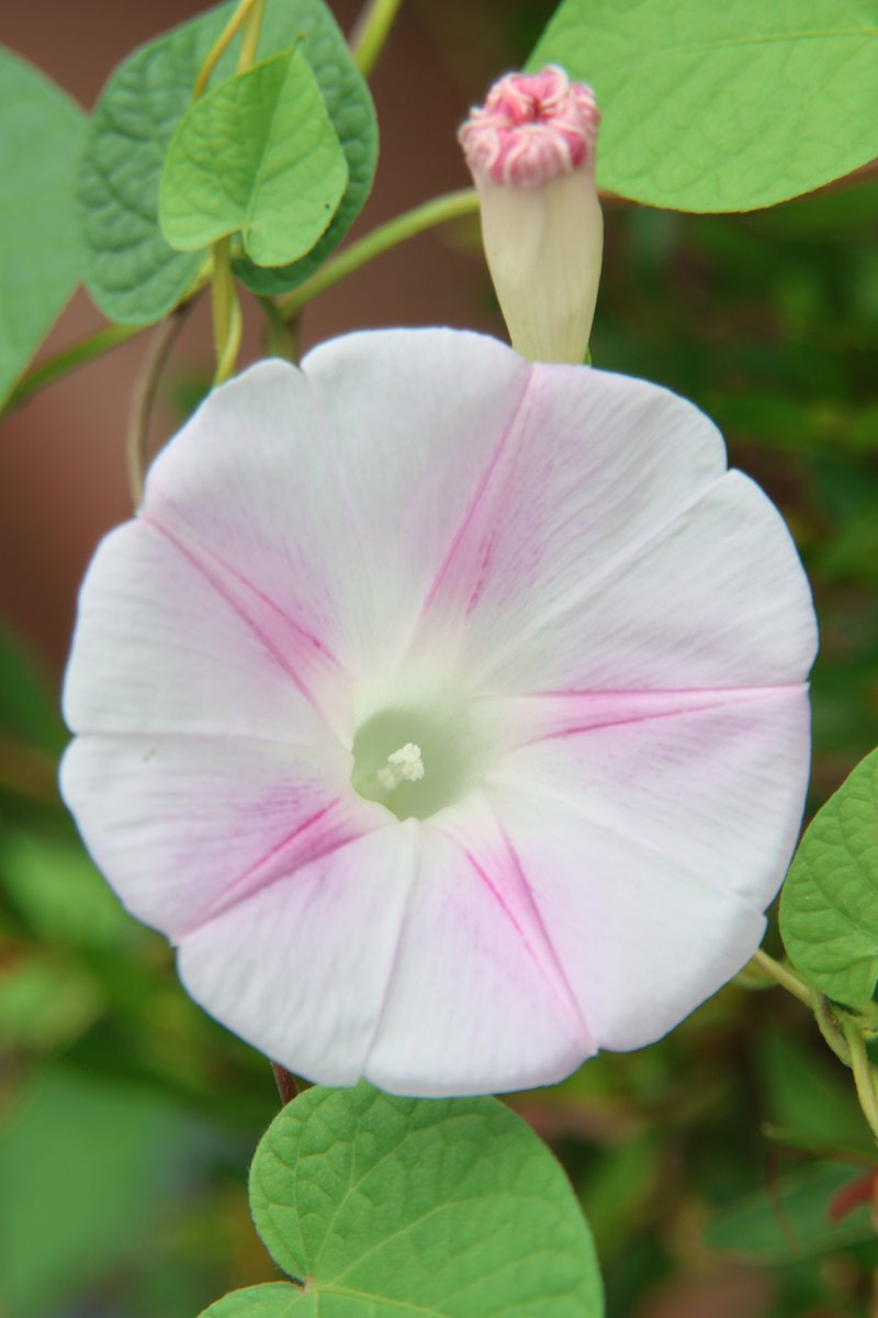 Morning glory 😊

#Photography #Ipomoea #MorningGlory