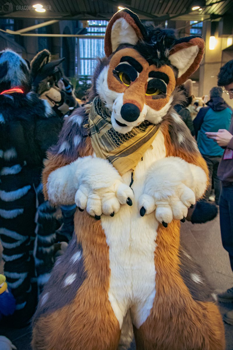 Koshi (@ko__koshi) on Twitter photo Almost a year ago! Time flies
Suit by <a href="/TheKarelia/">TheKareliaFursuits π EF29, Furnavia.</a>
Pic by <a href="/DracorumOrder/">Dracorum Order π§§</a>
#fursuit #fursuitfriday #fursuiting #fursuit #furry #fursuitpics Almost a year ago! Time flies
Suit by <a href="/TheKarelia/">TheKareliaFursuits π EF29, Furnavia.</a>
Pic by <a href="/DracorumOrder/">Dracorum Order π§§</a>
#fursuit #fursuitfriday #fursuiting #fursuit #furry #fursuitpics