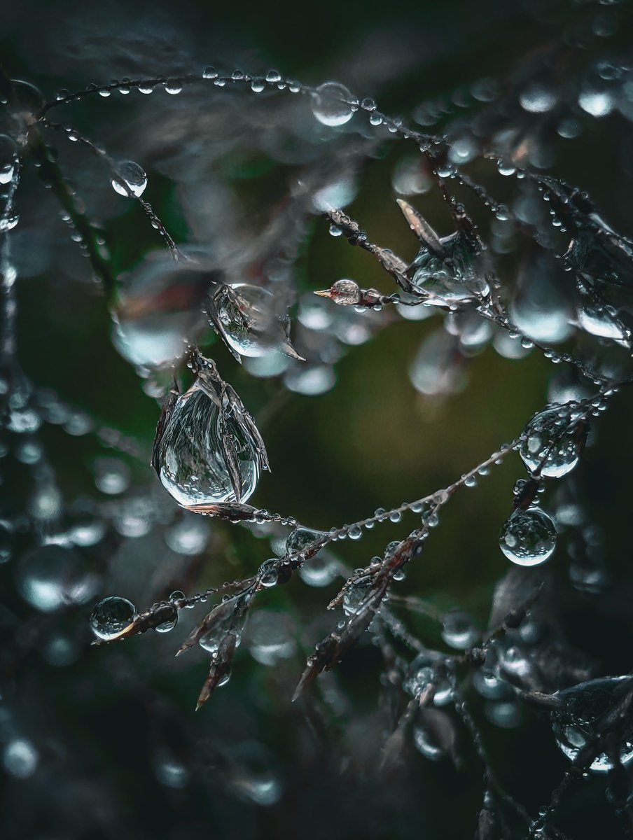 psychoticstate's tweet image. Enchanted 💙 
#macro #nature #photography