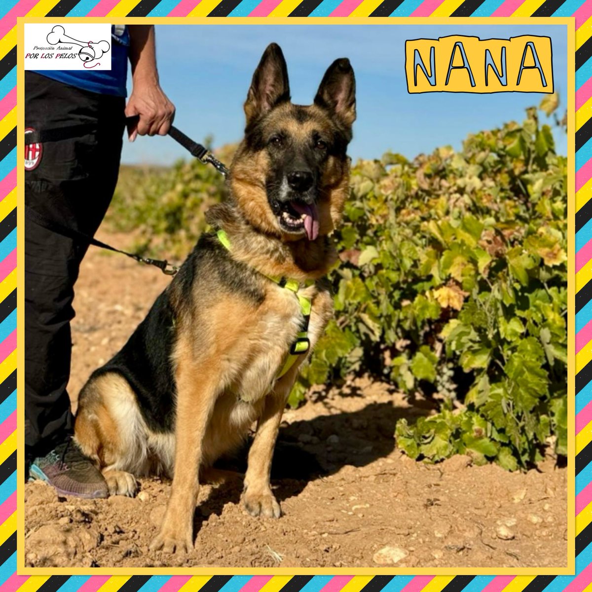 PerreraToledo's tweet image. 🐶NANA🐶hembrita sénior #pastoraleman 10 añitos. Es la hermanita de Iunn, que ha tenido la suerte de ser adoptado. Se han deshecho de ella como un trapo después de toda una vida en un hogar. Si quieres saber más de su historia, aquí 👉 buff.ly/4gQCtxb