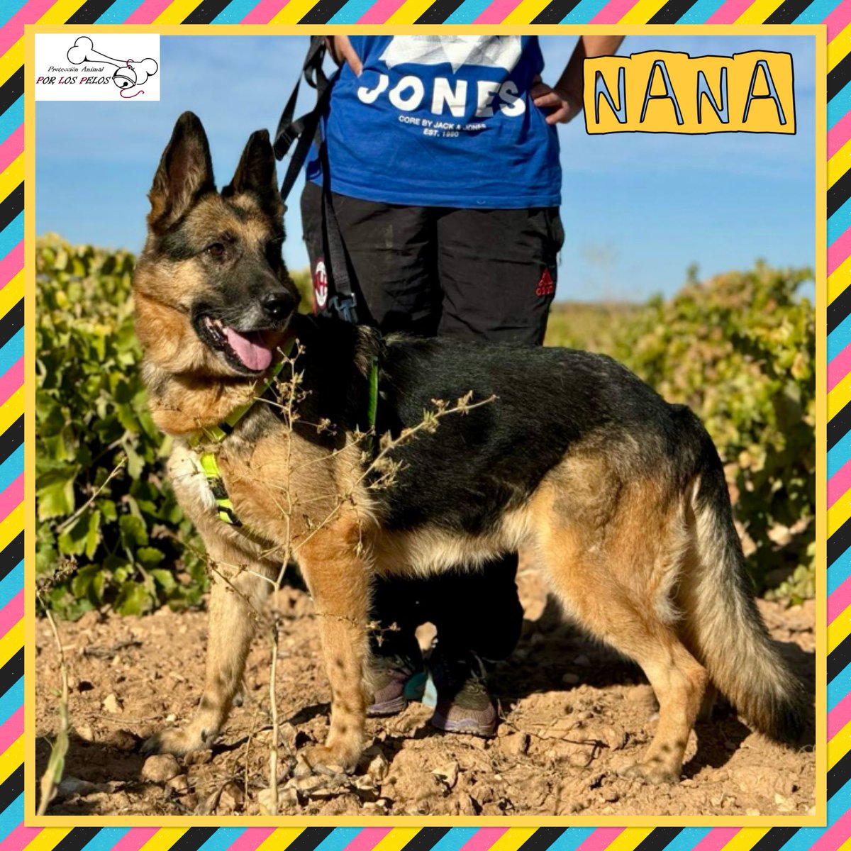 PerreraToledo's tweet image. 🐶NANA🐶hembrita sénior #pastoraleman 10 añitos. Es la hermanita de Iunn, que ha tenido la suerte de ser adoptado. Se han deshecho de ella como un trapo después de toda una vida en un hogar. Si quieres saber más de su historia, aquí 👉 buff.ly/4gQCtxb