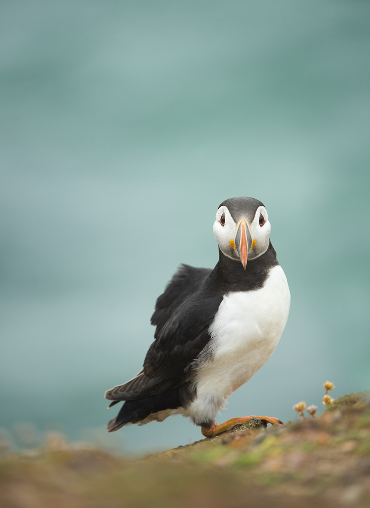 RSPBScotland's tweet image. We’re sounding the alarm for seabirds 🚨
The Scottish Government has announced plans for a massive expansion of offshore wind – but there is almost nothing in these plans to protect our vulnerable seabirds from the impacts.
📢 Join us in speaking out: rspb.org.uk/scotland/news/…