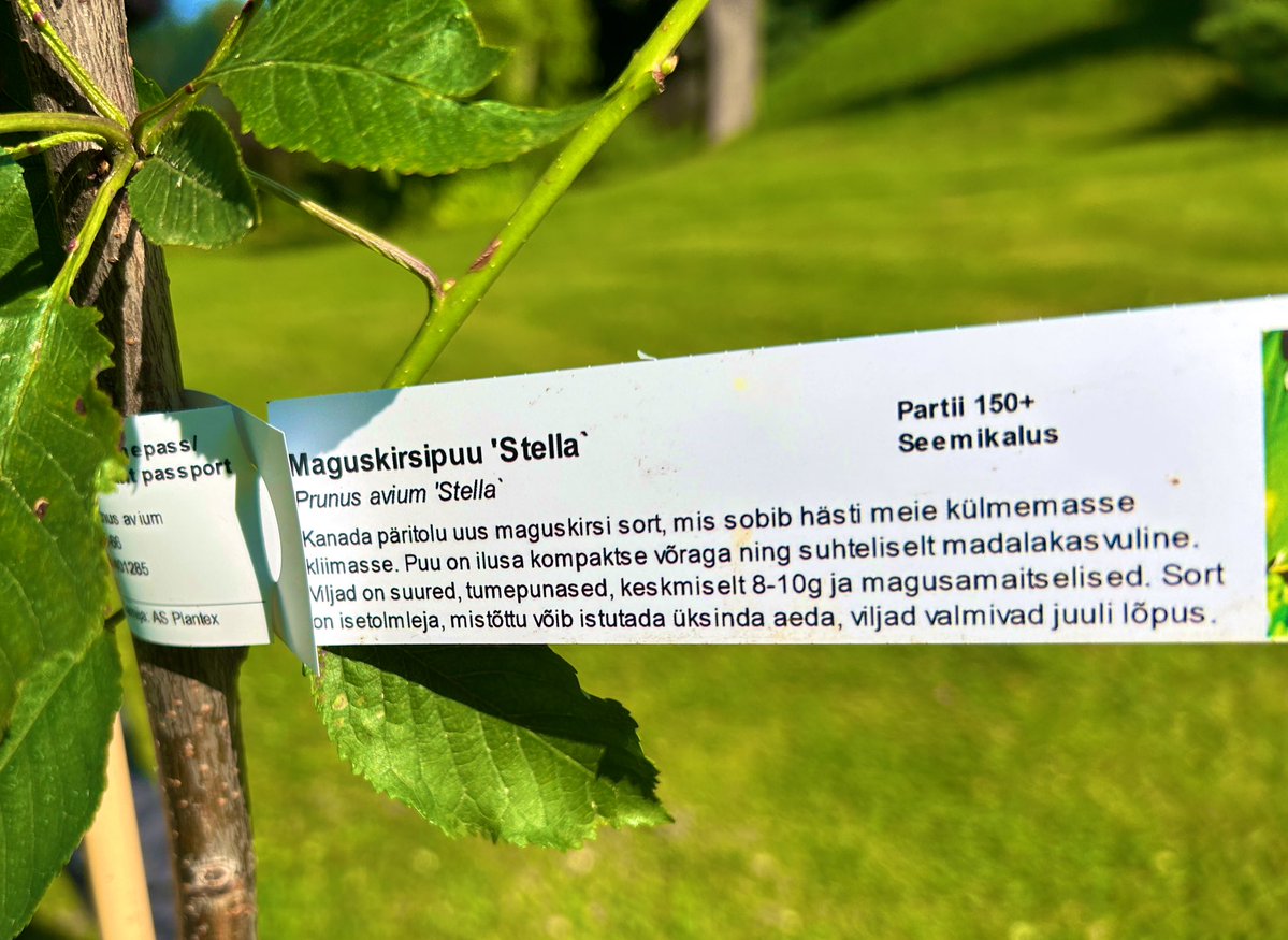 rceallen's tweet image. Uus puu aias. Maguskirsipuu, millel loodetavasti ühel päeval on palju õisi.
🇬🇧🇪🇪