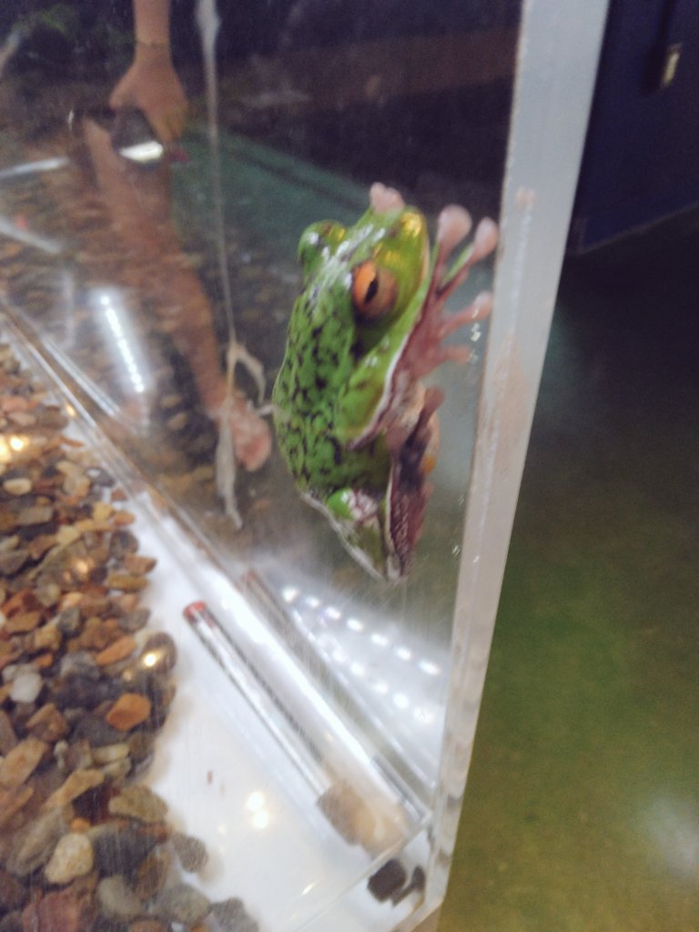 今日は休みだからヒマワリ畑にいって、その後地元にある水族館にいってきた
地元の水族館に行くの俺が小学生の課外授業で行って以来かもwww
てかずっとこっち向いてくれるヤモリが可愛すぎた😆
アットホームな雰囲気でのんびりできて楽しめた😆
で今から飲み🤣　
みんなお疲れ＆乾杯🍻