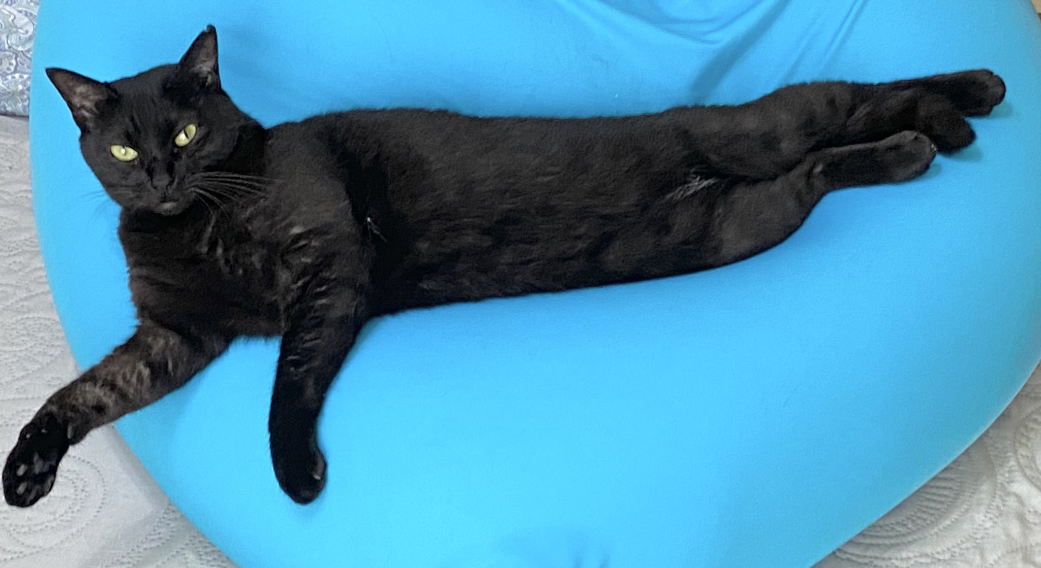 黒猫 30センチ imgrc0070735477.jpg