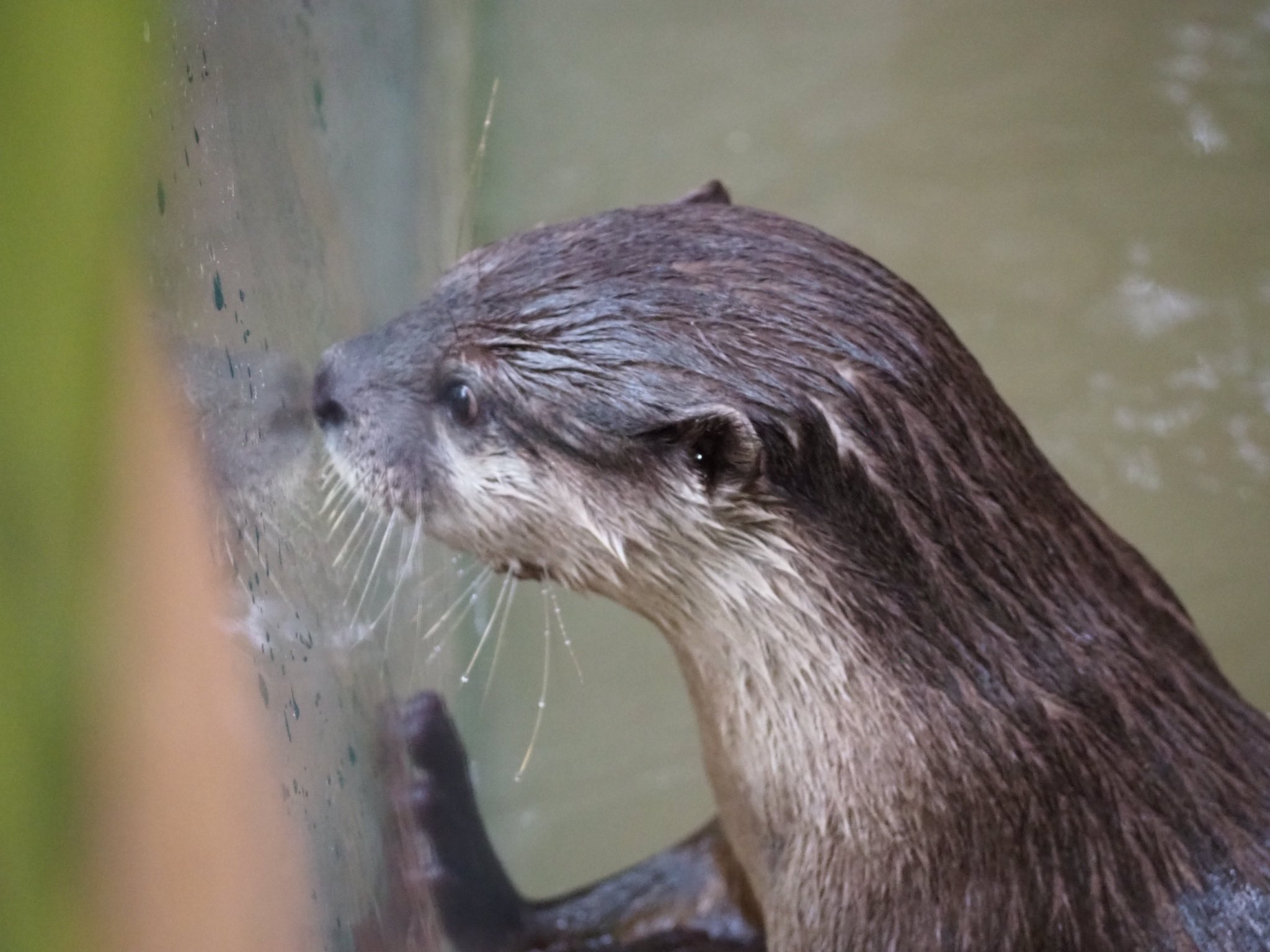 コツメカワウソ 落ち葉シリーズ】 #コツメカワウソ 舎の土面に 体を乾かせるよう