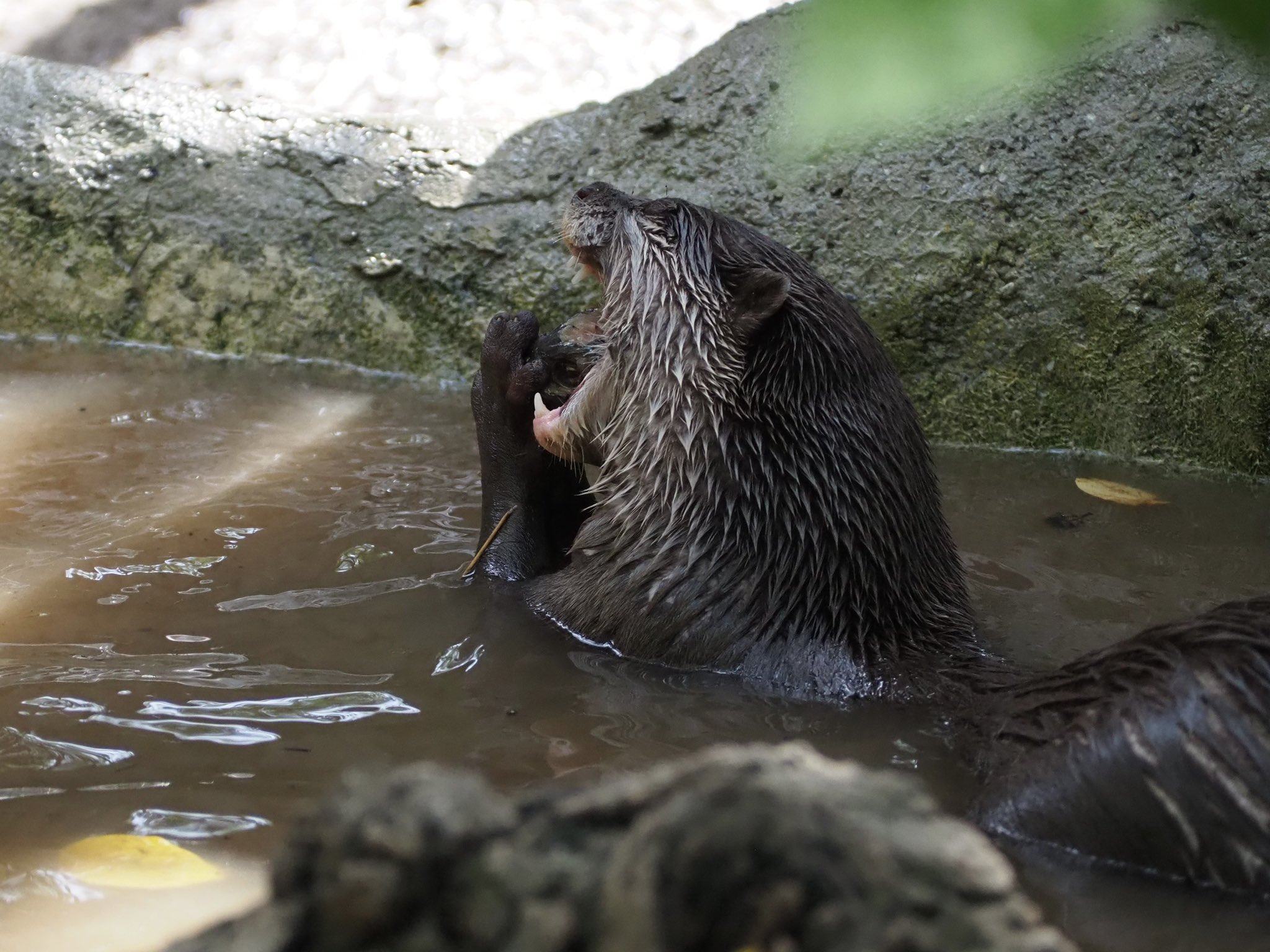 コツメカワウソ 四国水族館 【公式】 on X: 