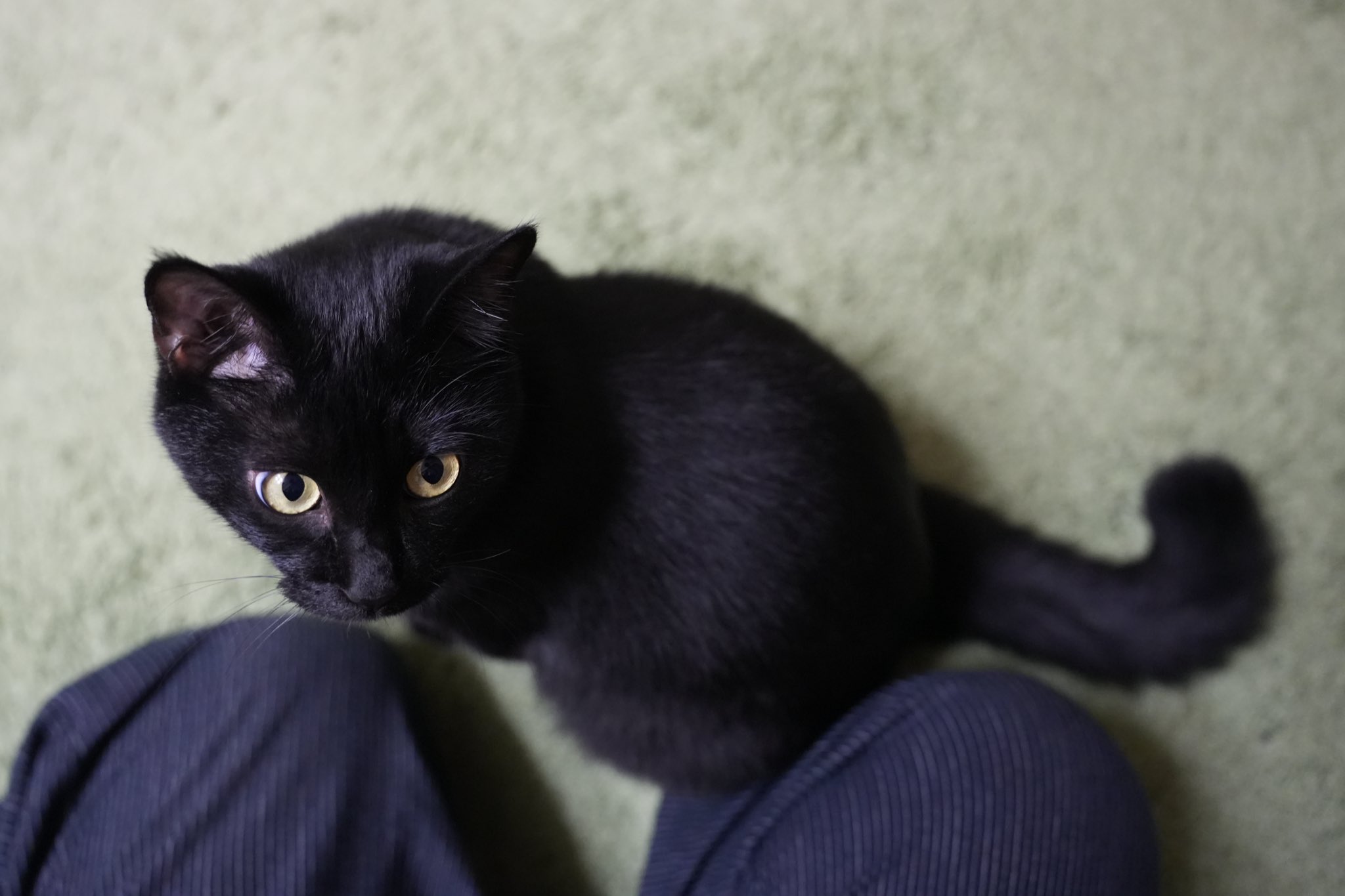オーダー くろねこ 375～378 黒猫つくねちゃん太しっぽ on X: 