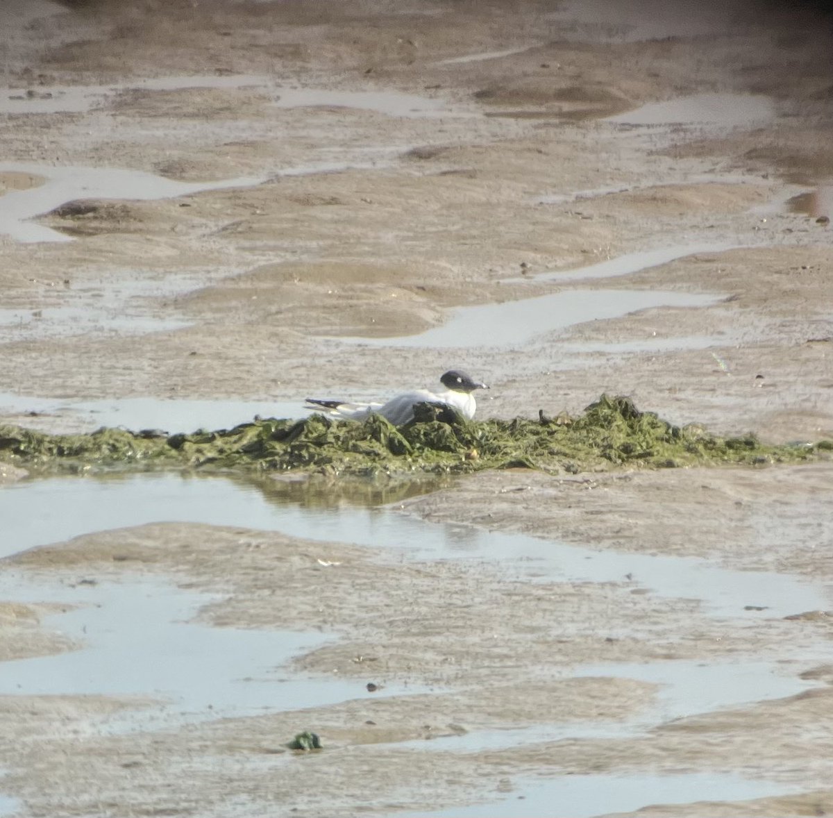 Hannah Lilly tweet media