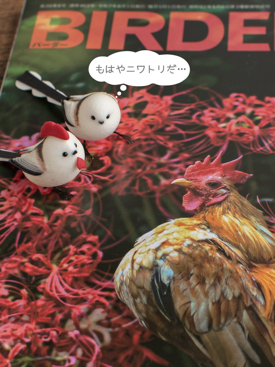 orangesky_works's tweet image. BIRDER 8月号を読むと格好いい鶏(ニワトリ)達に魅了されてこうなります🐔
お気をつけください（・▴・）