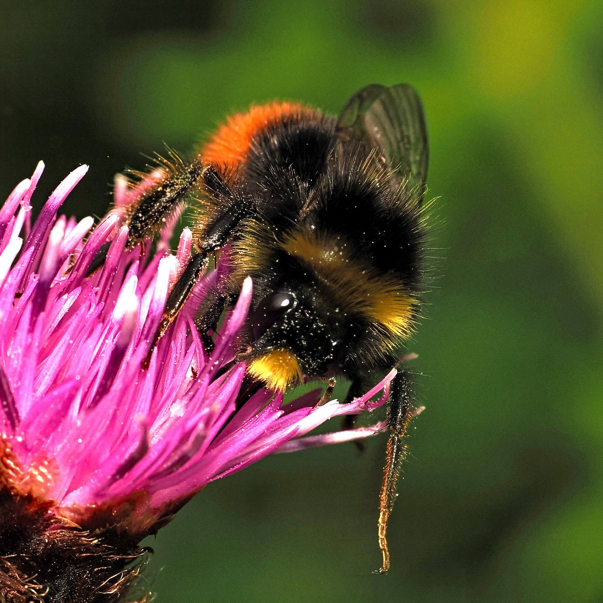 jwood_t's tweet image. Good to see a number of male Red-tailed Bumbles (Bombus lapidarius) around the garden after such a poor season last year. Queens seen daily too 馃悵馃悵 @B_Strawbridge @TheGreenJeanie