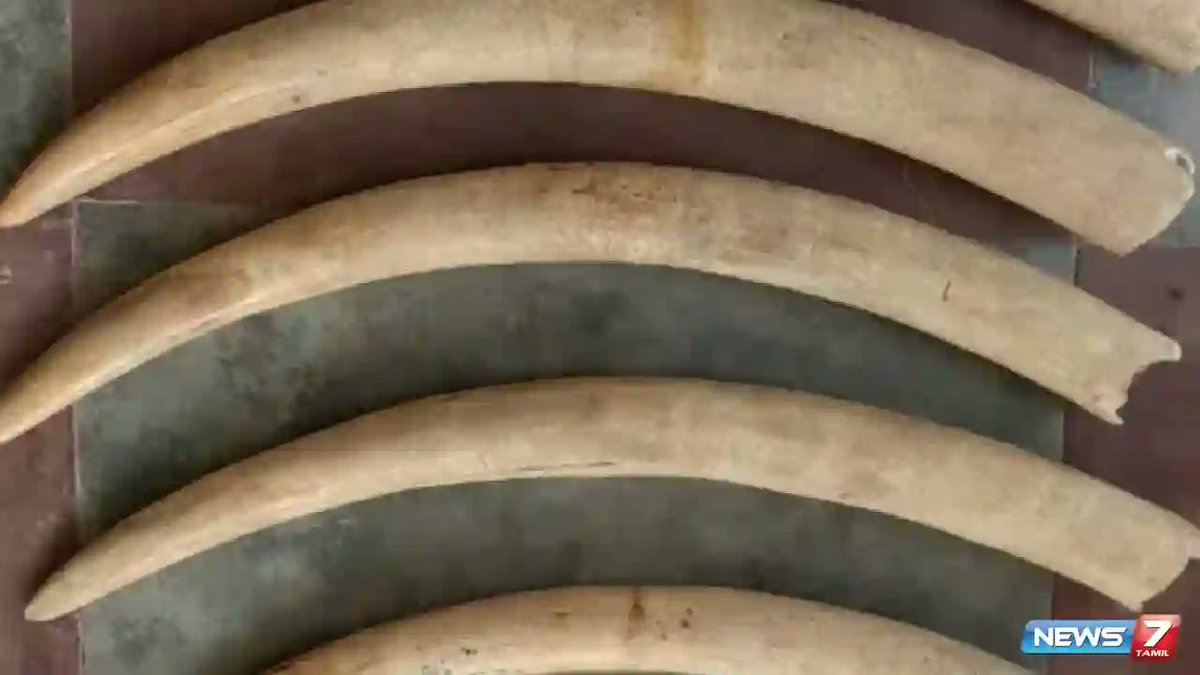 news7tamil's tweet image. யானை தந்தத்துடன் தைரியமாக சுற்றி வந்த நபர்கள் !

விவரம் ; tinyurl.com/r53p5kdz

#Kodaikanal | #Crime | #ElephantProtection | #Illegal | #TamilNadu | #ForestDepartment