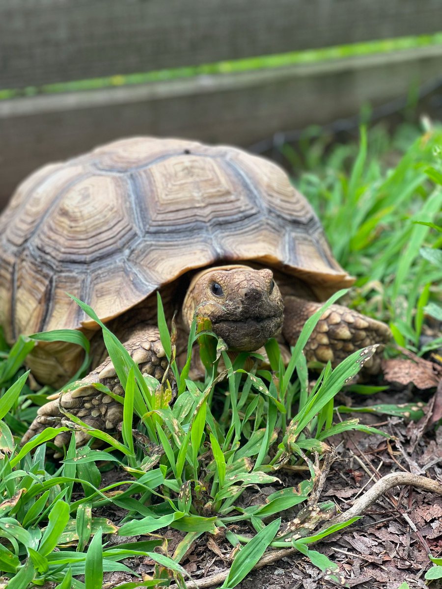 RileyFarmRescue's tweet image. Happy Friday!
The beautiful, Fiona enjoyed these last few super hot and humid days.
The rest of the animals and humans of TRFR are happy that the humidity drops today 🥵
Do you know what kind of reptile Fiona is? Comment below 👇