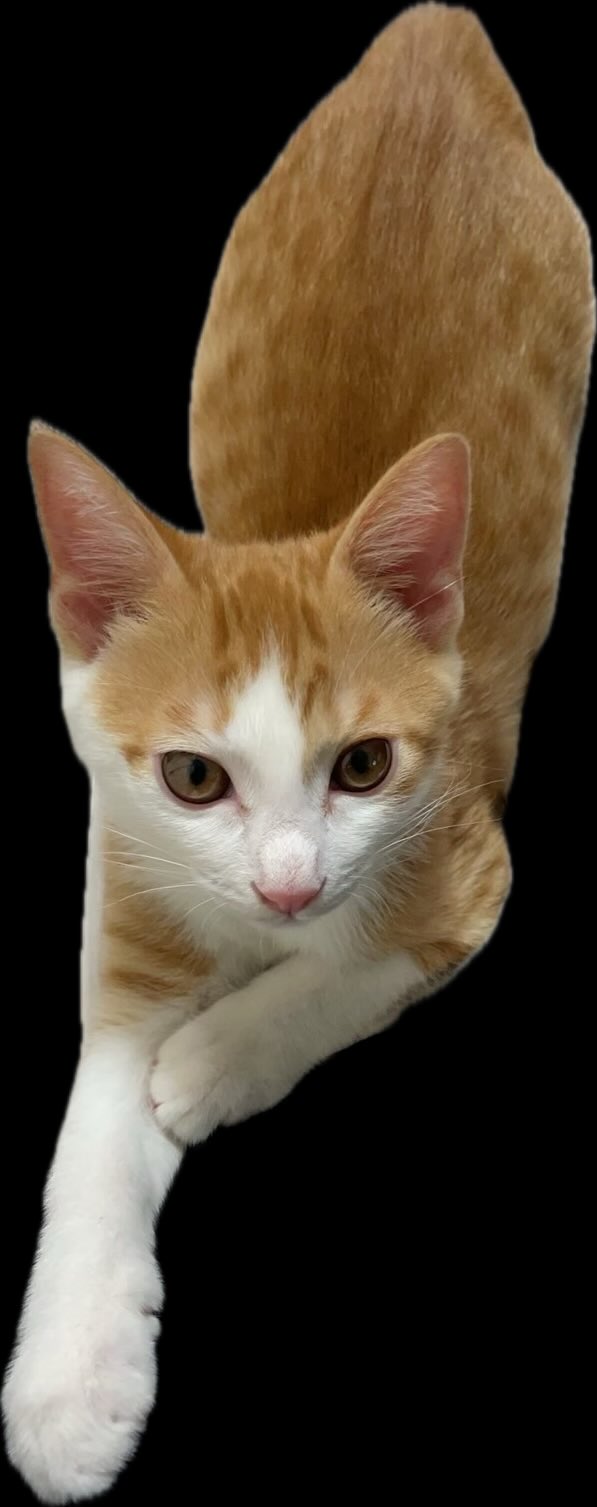 杉猫 楽天市場】キャットタワー 木製 木 の 猫タワー ねこタワー