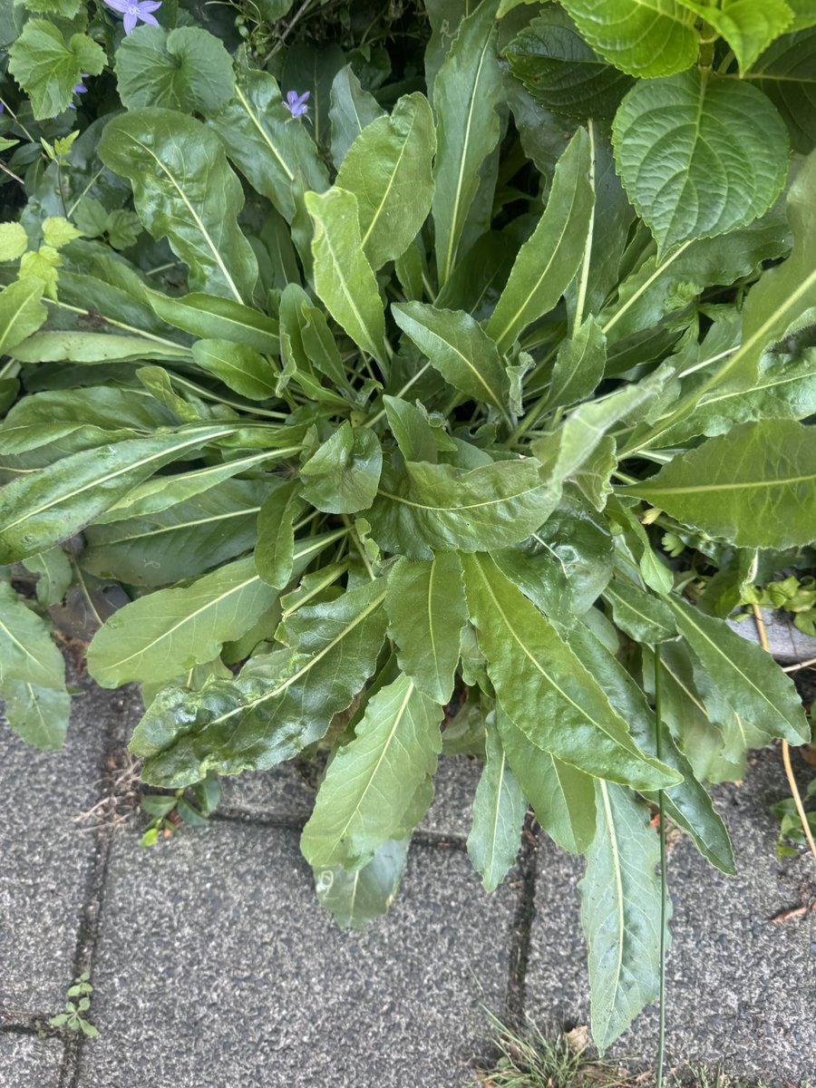 johanneke150's tweet photo. Vraag aan de tuinliefhebbers en -experts. Weet iemand wat het is? Geen paardenbloem, maar wat wel? En is het onkruid? #dtv #tuin #geveltuin https://t.co/JwOn0o0qSR