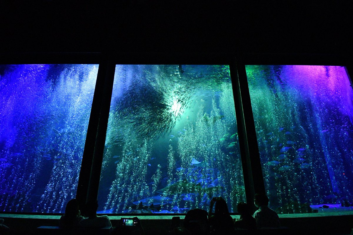 marine_uminaka's tweet image. いよいよ明日から!!
毎年恒例の「夜のすいぞくかん」が始まります!
入替なしでお昼の様子も夜の様子もお楽しみいただけます!
ご来館お待ちしております☆彡
実施日など詳しくはこちら⇓
marine-world.jp/pick_up/%e5%a4…
#マリンワールド海の中
#夜のすいぞくかん