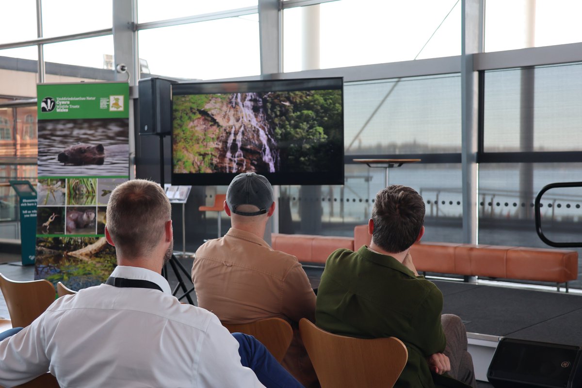 Welsh Beaver Project tweet media