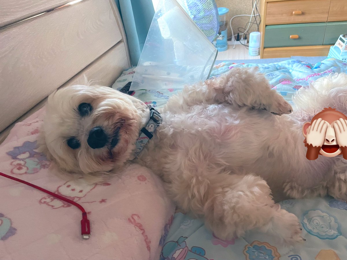 kokko_S2_'s tweet photo. 人間のようなINU🐶 https://t.co/YNs81GwQr4