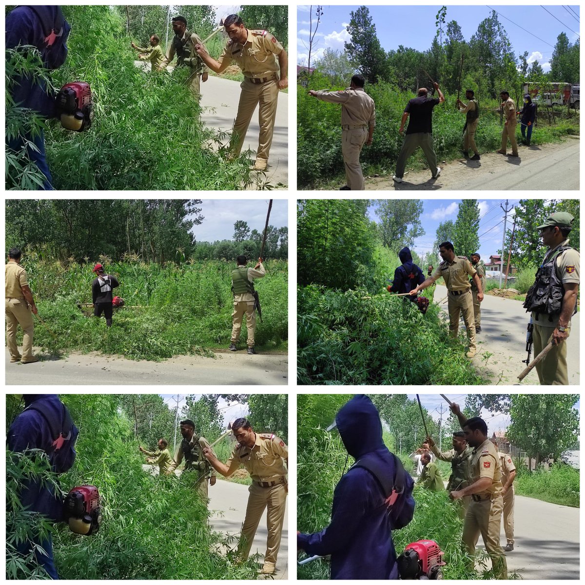 Ganderbal Police (@gbl_police) on Twitter photo #GanderbalPolice alongwith Revenue and Excise Department today launched a large-scale destruction drive against Wild Cannabis (Bhung) Cultivation in Takanwari and adjoining areas falling under the jurisdiction of Police Post Shadipora.
<a href="/JmuKmrPolice/">J&K Police</a>
<a href="/KashmirPolice/">Kashmir Zone Police</a> #GanderbalPolice alongwith Revenue and Excise Department today launched a large-scale destruction drive against Wild Cannabis (Bhung) Cultivation in Takanwari and adjoining areas falling under the jurisdiction of Police Post Shadipora.
<a href="/JmuKmrPolice/">J&K Police</a>
<a href="/KashmirPolice/">Kashmir Zone Police</a>