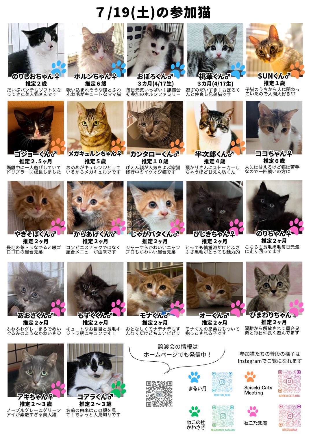 ねこ@おまとめ歓迎  合格祈願 グッズ 開運猫だるま（桜金福・中）貯金箱 猫好き