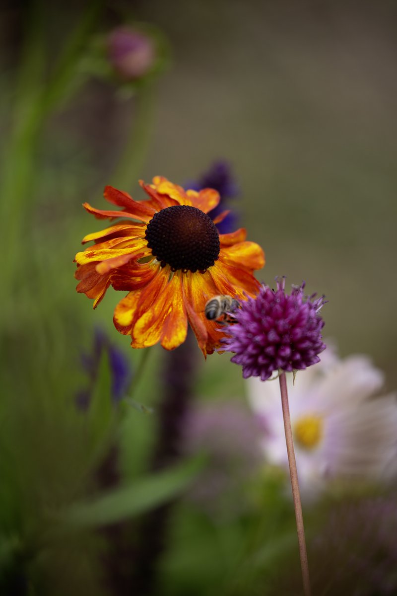 garden_aspire's tweet image. A blaze of colour and a busy bee 🐝
Fiery Helenium meets the delicate globe of Allium sphaerocephalon – a late-summer pairing full of texture, contrast, and quiet industry.
#FlowersOnFriday #bees #FlowersOnX #ThePhotoHour