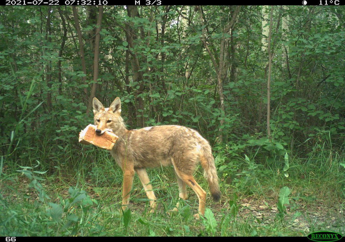 Trail_Cams's tweet photo. https://t.co/5upFxNi1Zd